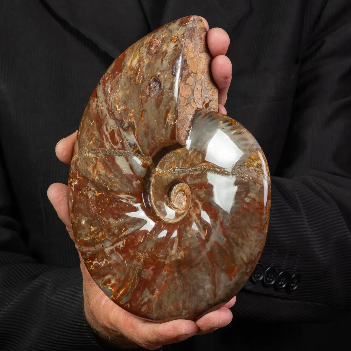 Ammonite Cleoniceras con Striature Rosse e Grigie.
