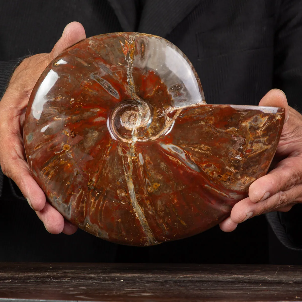 Ammonite Cleoniceras con Striature Rosse e Grigie.