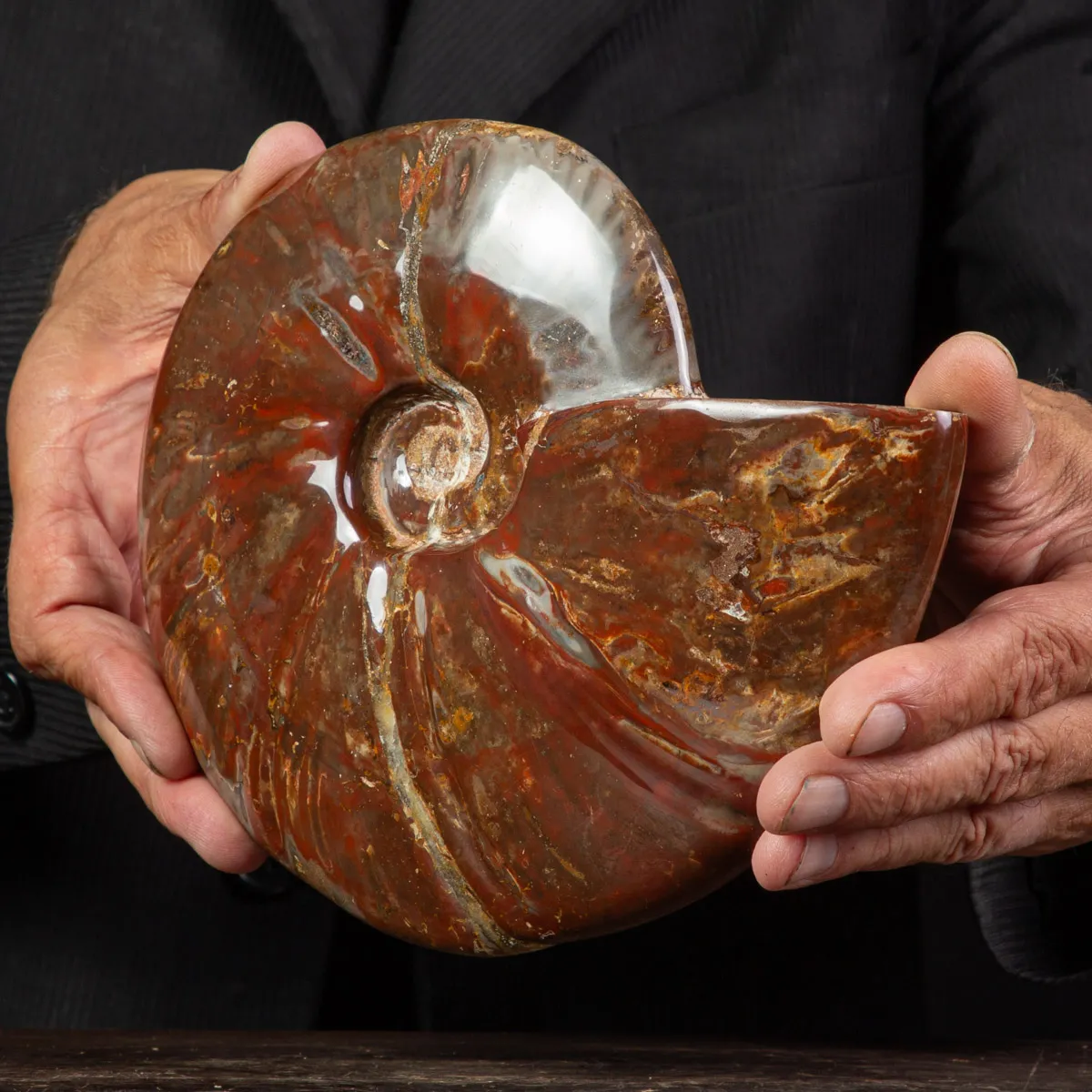 Ammonite Cleoniceras con Striature Rosse e Grigie.