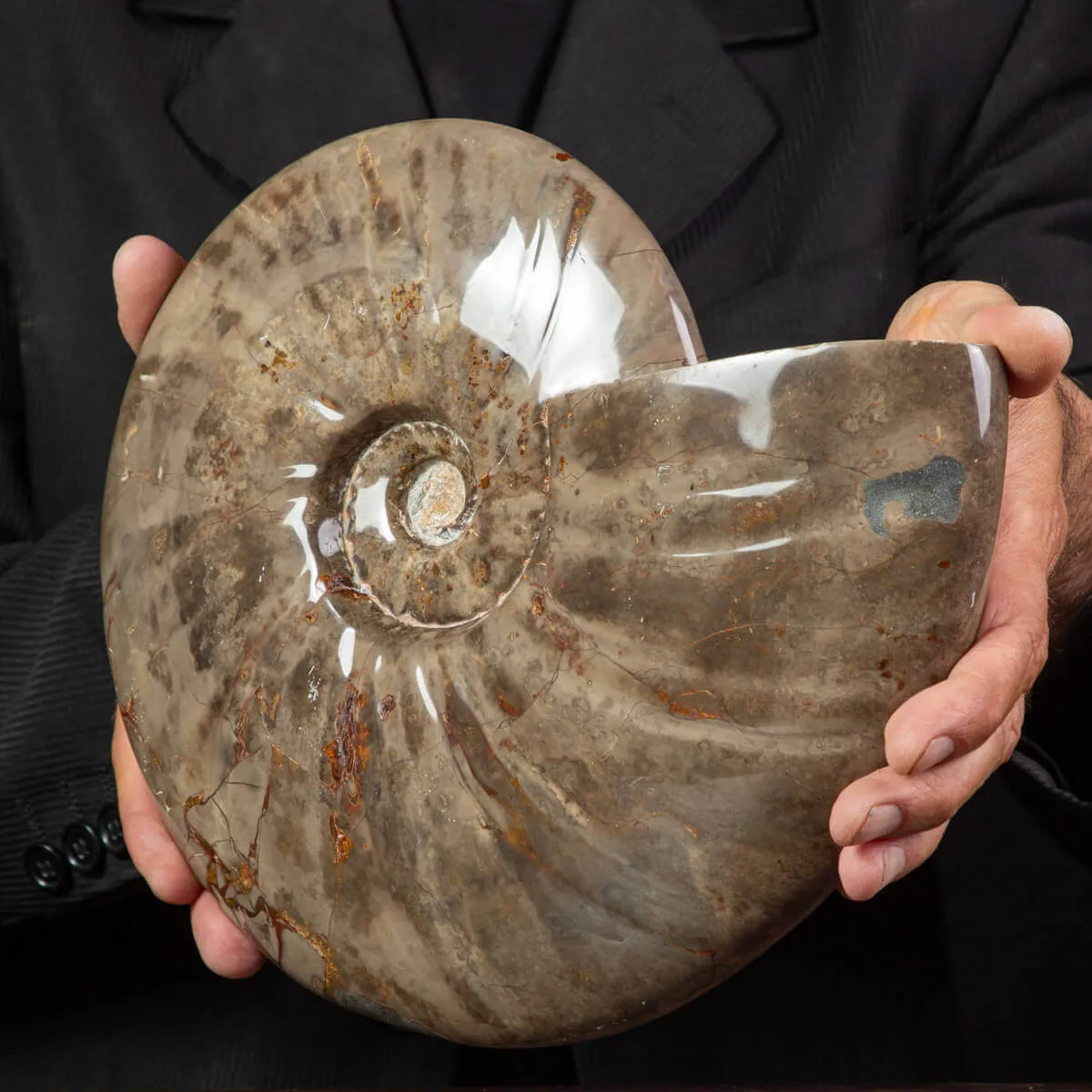 Cleoniceras Conchiglia Fossile del Cretaceo.