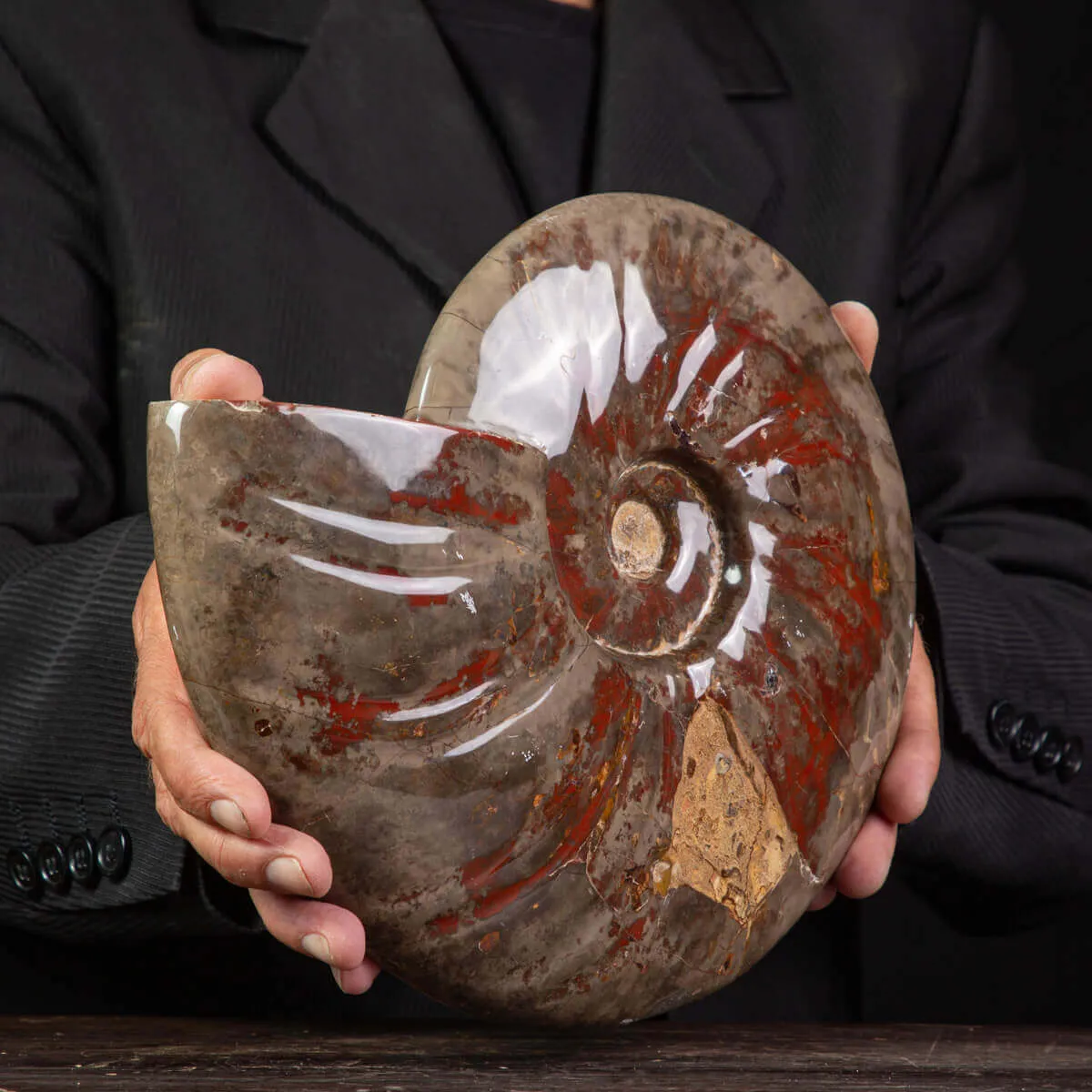 Cleoniceras Conchiglia Fossile del Cretaceo.