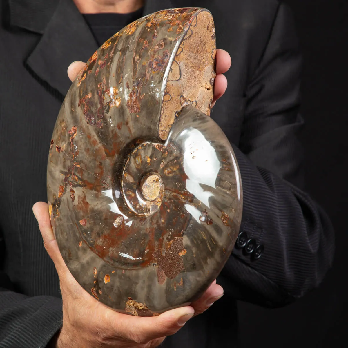 Ammonite Cleoniceras dal Madagascar.