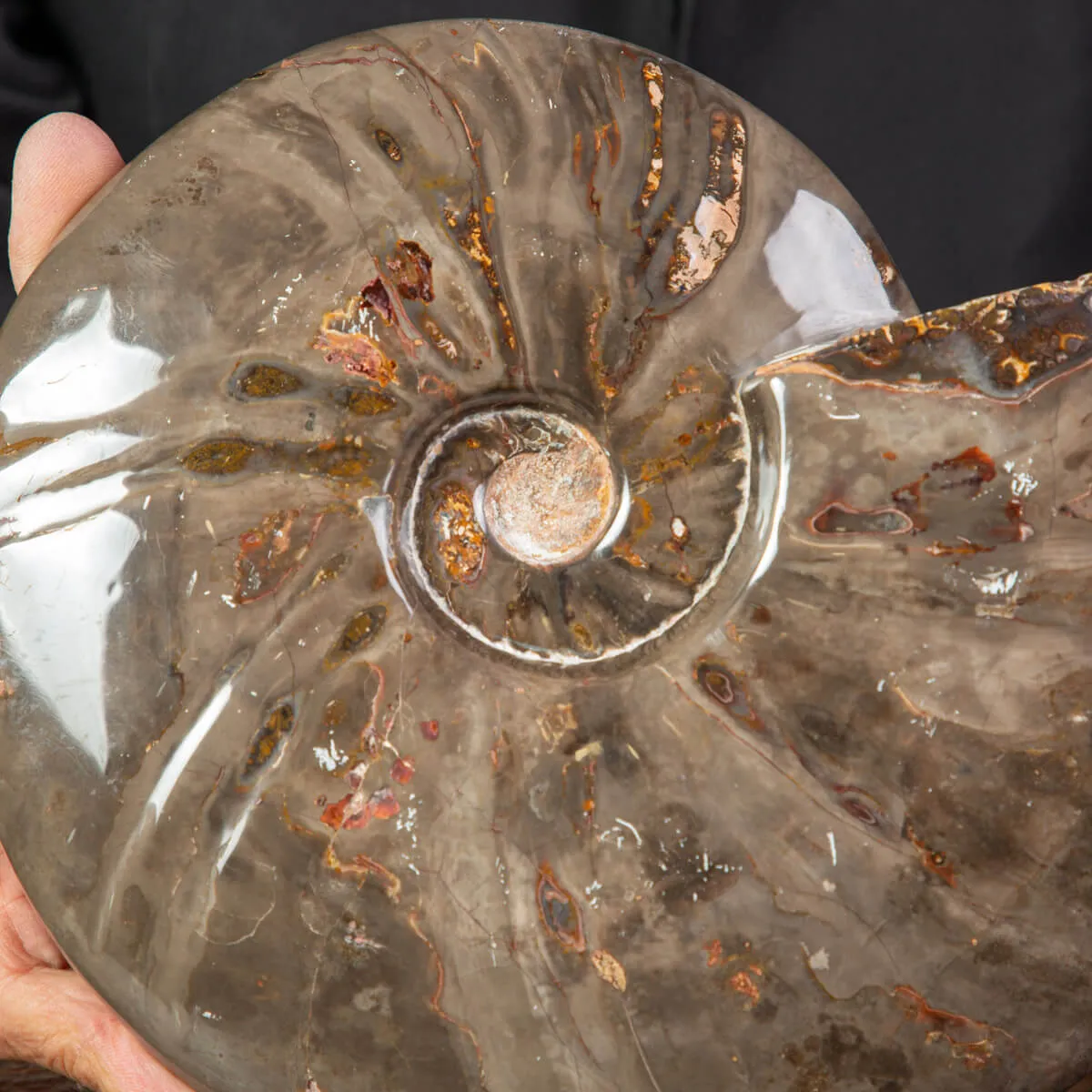 Ammonite Cleoniceras dal Madagascar.