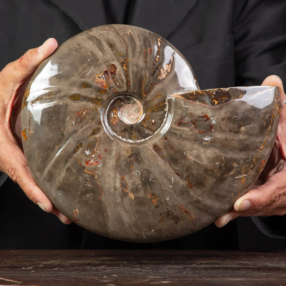 Ammonite Cleoniceras dal Madagascar.