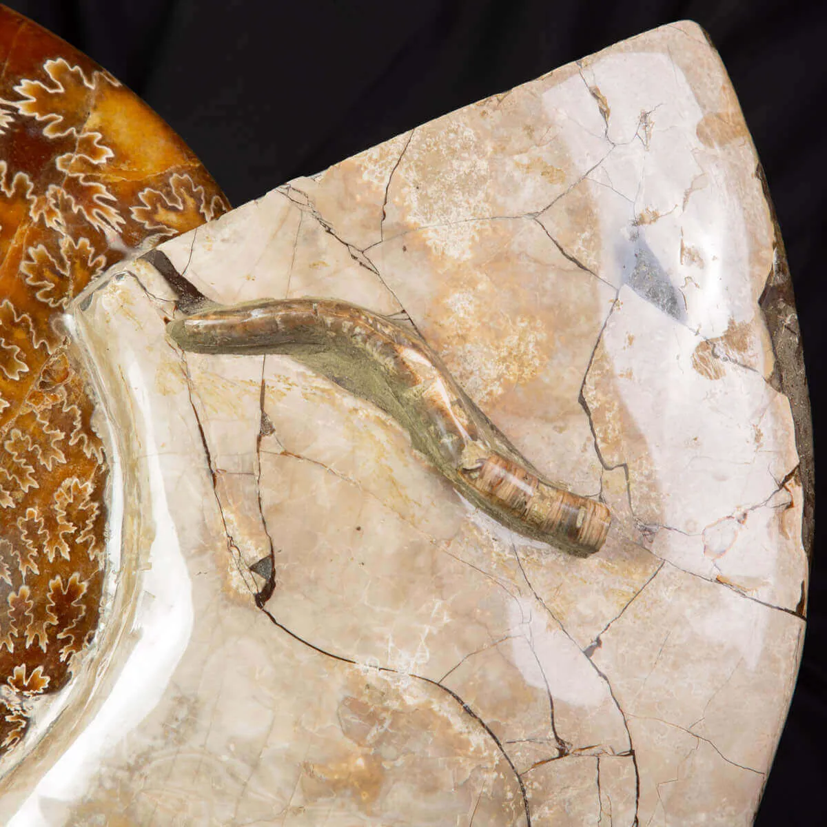 Grande ammonite fossile Cleoniceras – Madagascar
