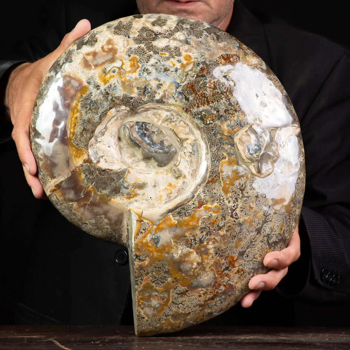 Ammonite Del Madagascar: Cleoniceras.