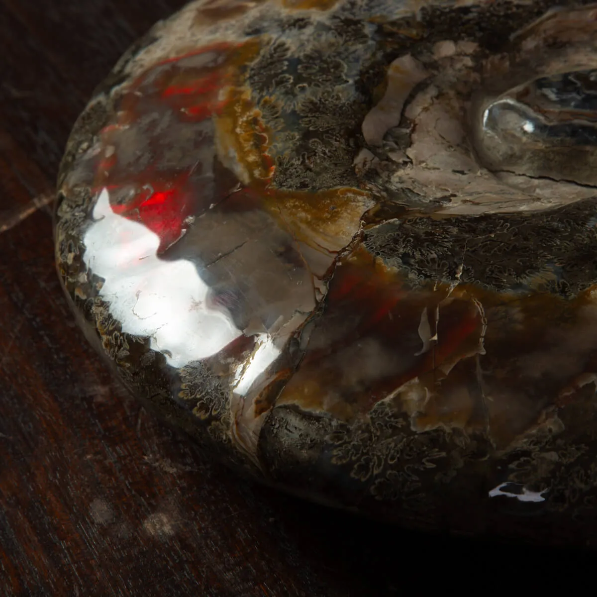 Ammonite Del Madagascar: Cleoniceras.