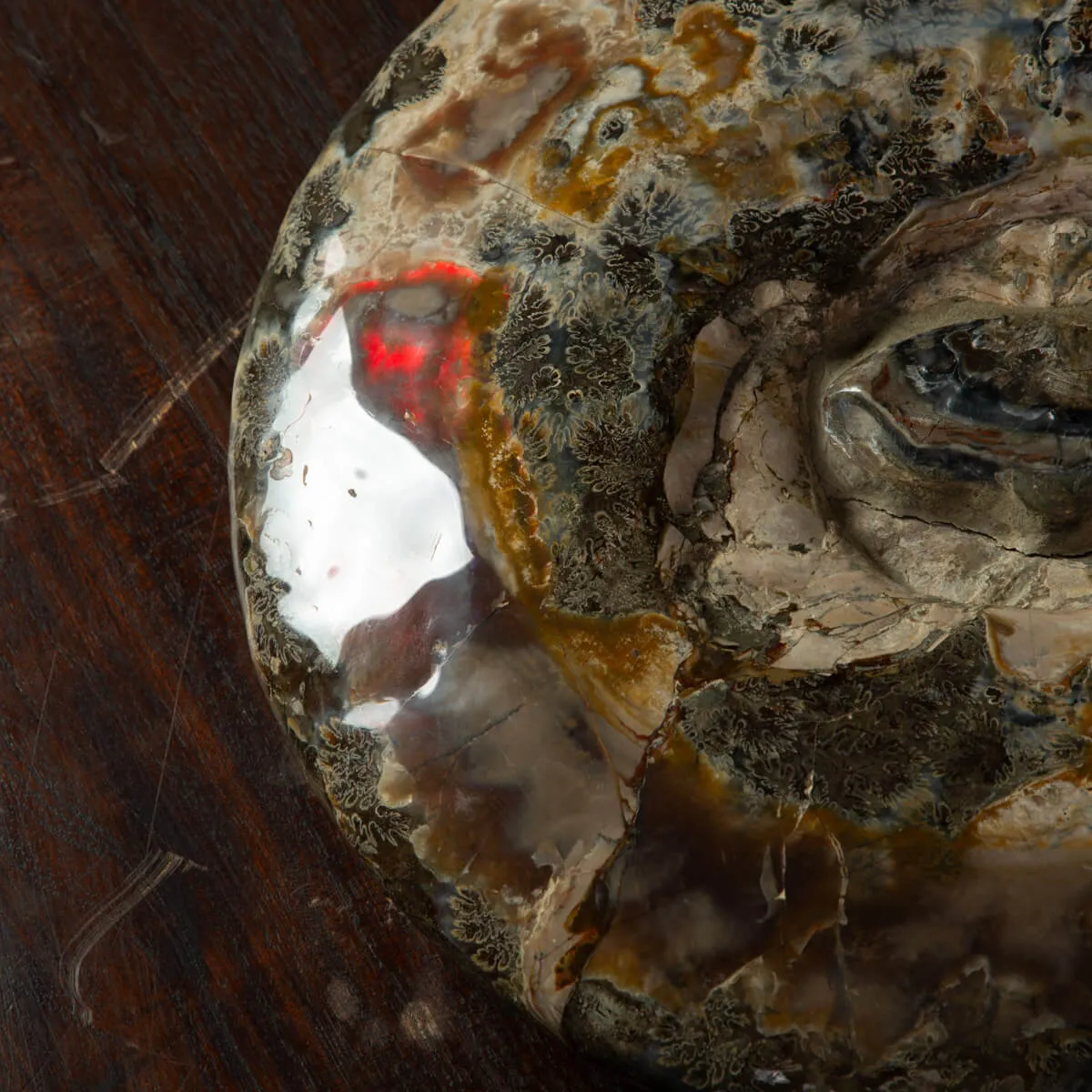 Ammonite Del Madagascar: Cleoniceras.
