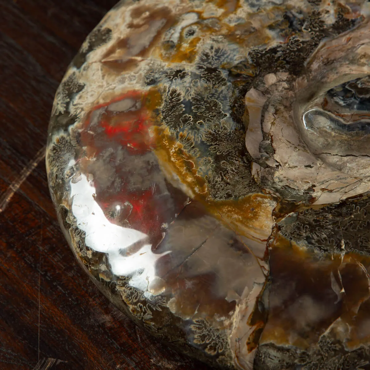Ammonite Del Madagascar: Cleoniceras.