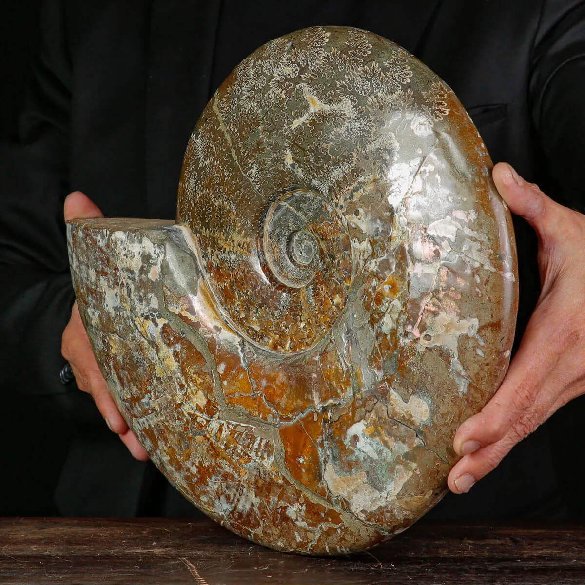 Esemplare di ammonite Cleoniceras.