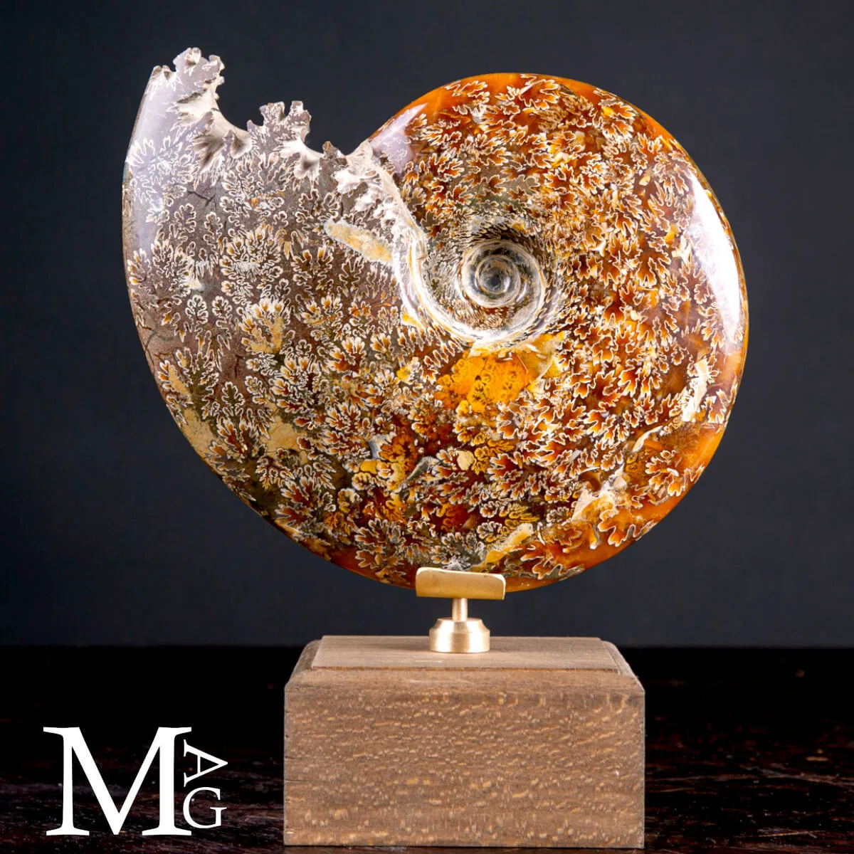 Cleoniceras Fossile – Viaggio tra Mare, Tempo e Design