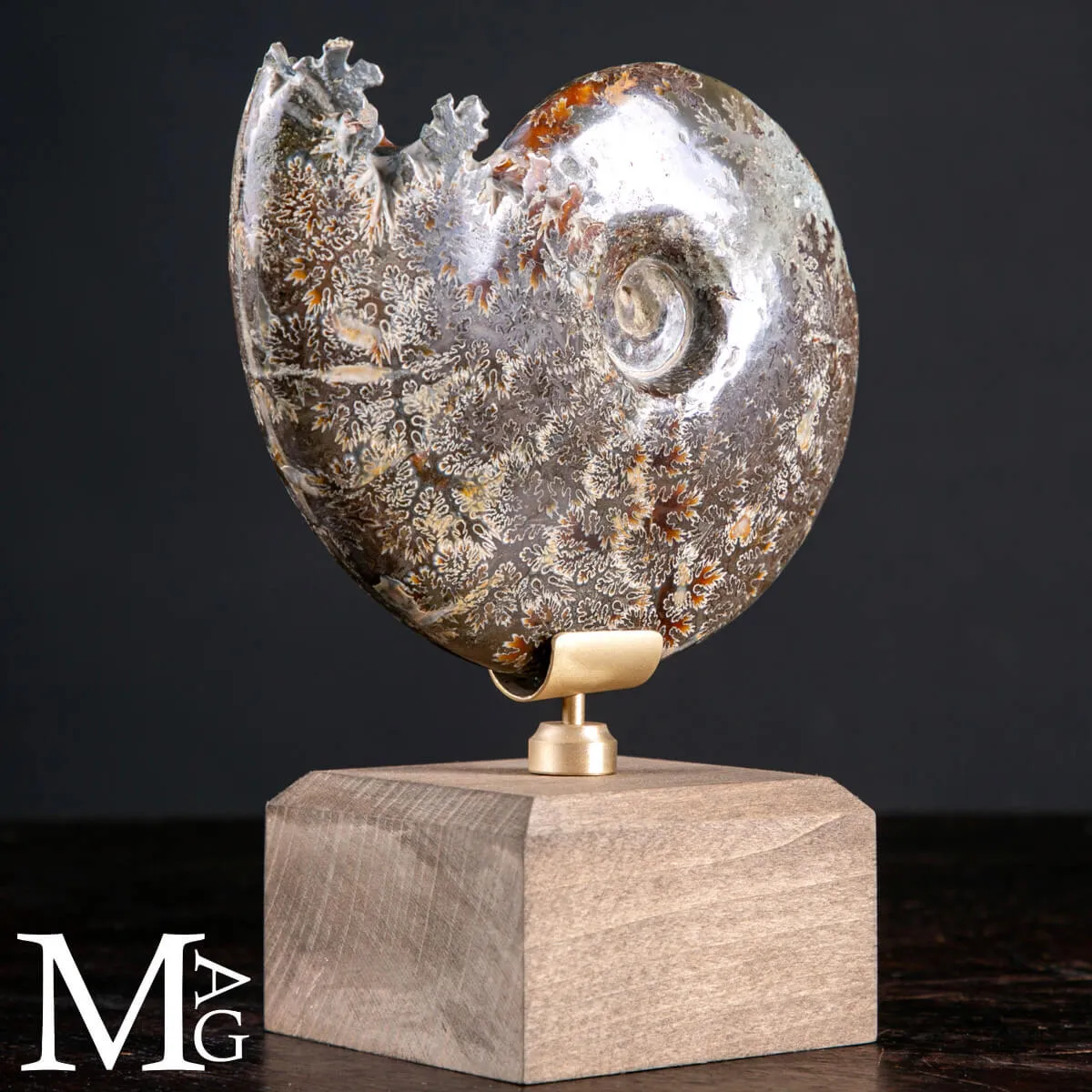 Cleoniceras Fossile – Cronaca di Meraviglia