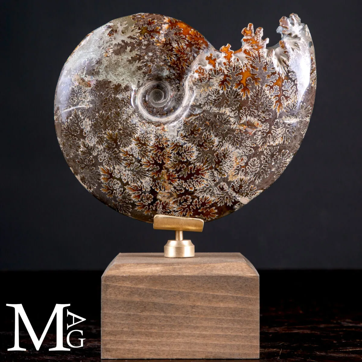 Cleoniceras Fossile – Cronaca di Meraviglia