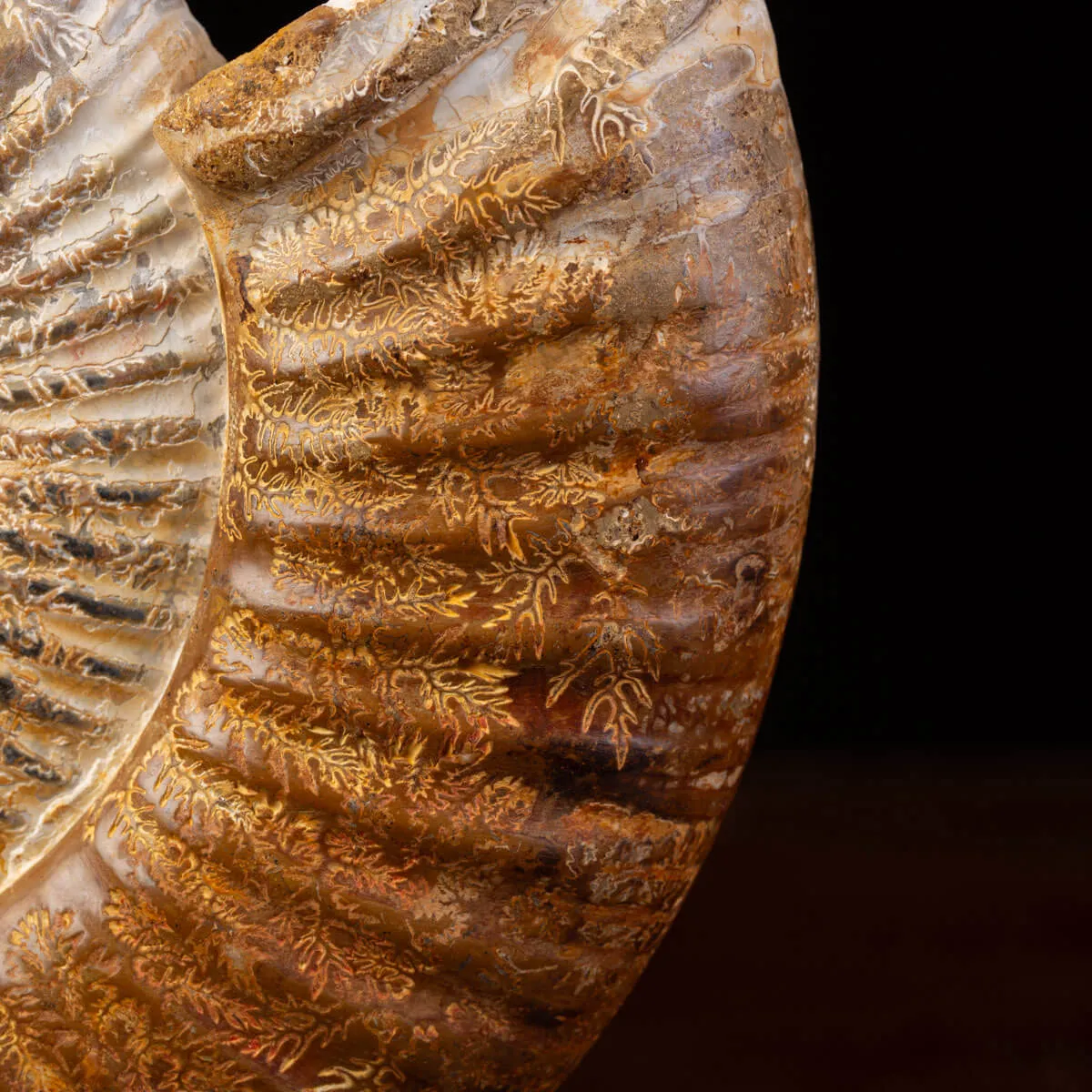 Ammonite Fossile Douvilliceras: Conchiglia Preistorica del Cretacico.