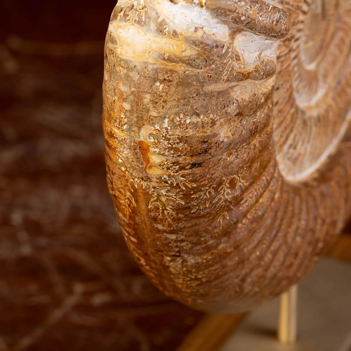 Ammonite Fossile Douvilliceras: Conchiglia Preistorica del Cretacico.