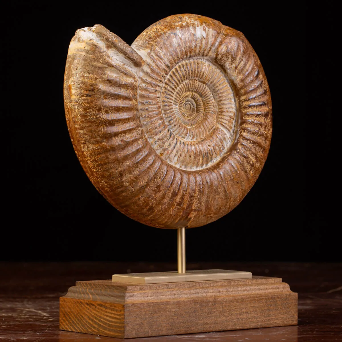 Ammonite Fossile Douvilliceras: Conchiglia Preistorica del Cretacico.