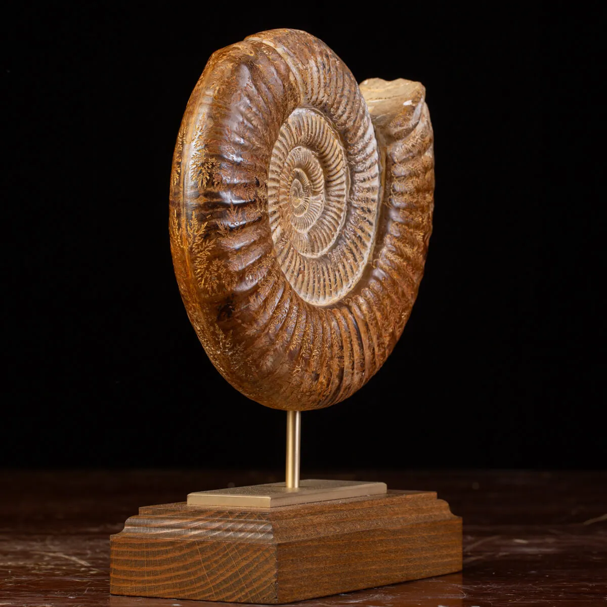 Ammonite Fossile Douvilliceras: Conchiglia Preistorica del Cretacico.