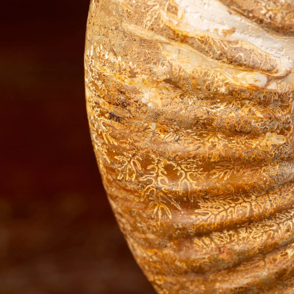 Ammonite Fossile Douvilliceras: Conchiglia Preistorica del Cretacico.