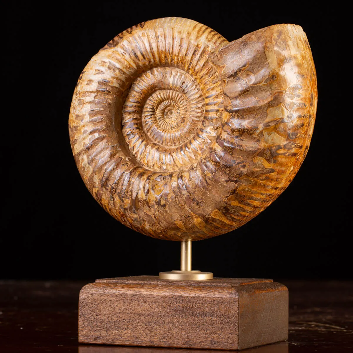 Ammonite Fossile Douvilliceras: Raffinatezza Preistorica su Base in Legno e Ottone.
