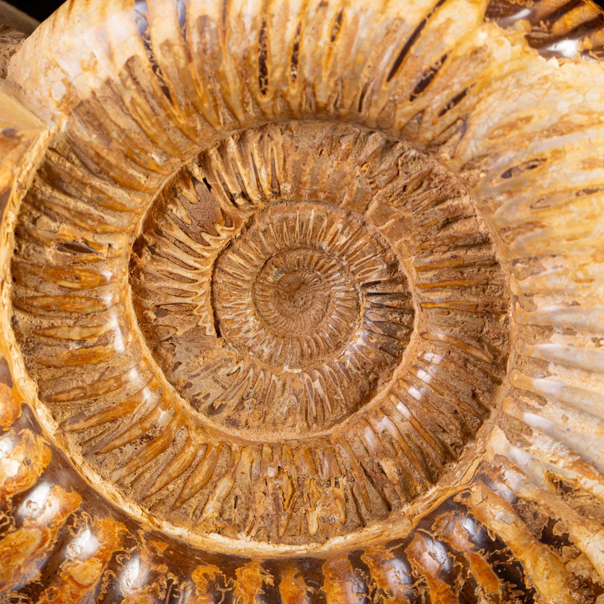Ammonite Fossile Douvilliceras: Raffinatezza Preistorica su Base in Legno e Ottone.