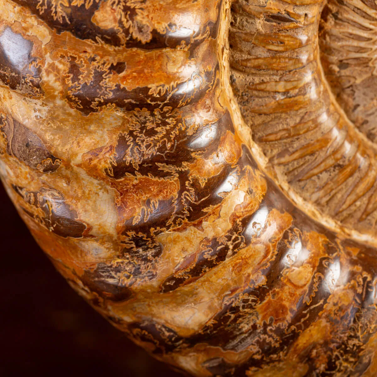 Ammonite Fossile Douvilliceras: Raffinatezza Preistorica su Base in Legno e Ottone.