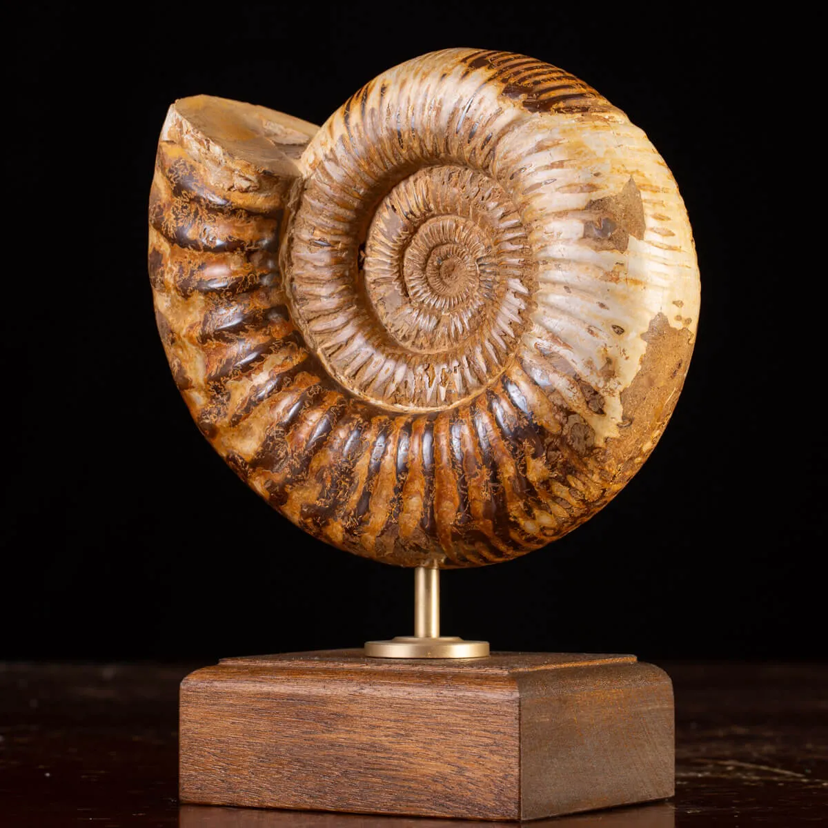 Ammonite Fossile Douvilliceras: Raffinatezza Preistorica su Base in Legno e Ottone.