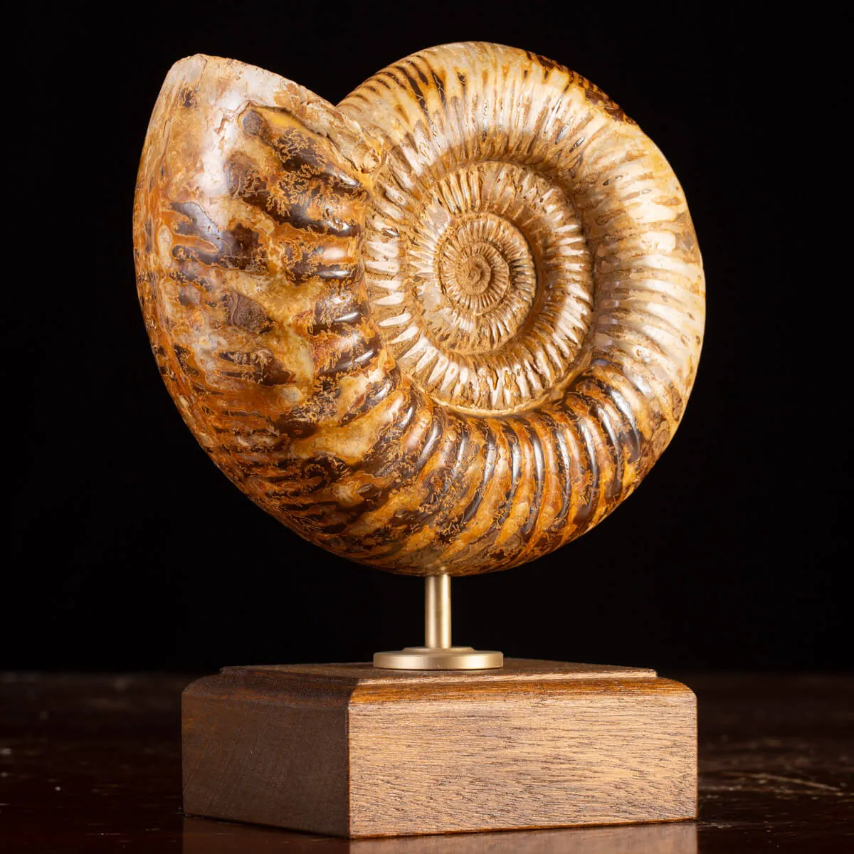 Ammonite Fossile Douvilliceras: Raffinatezza Preistorica su Base in Legno e Ottone.