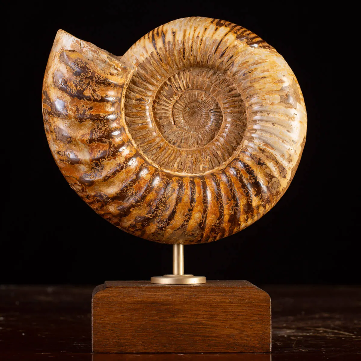 Ammonite Fossile Douvilliceras: Raffinatezza Preistorica su Base in Legno e Ottone.