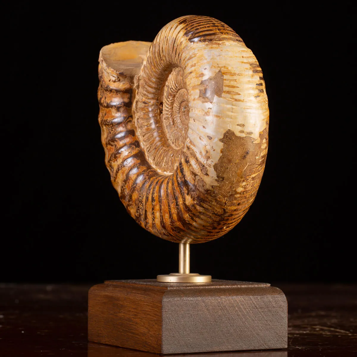 Ammonite Fossile Douvilliceras: Raffinatezza Preistorica su Base in Legno e Ottone.