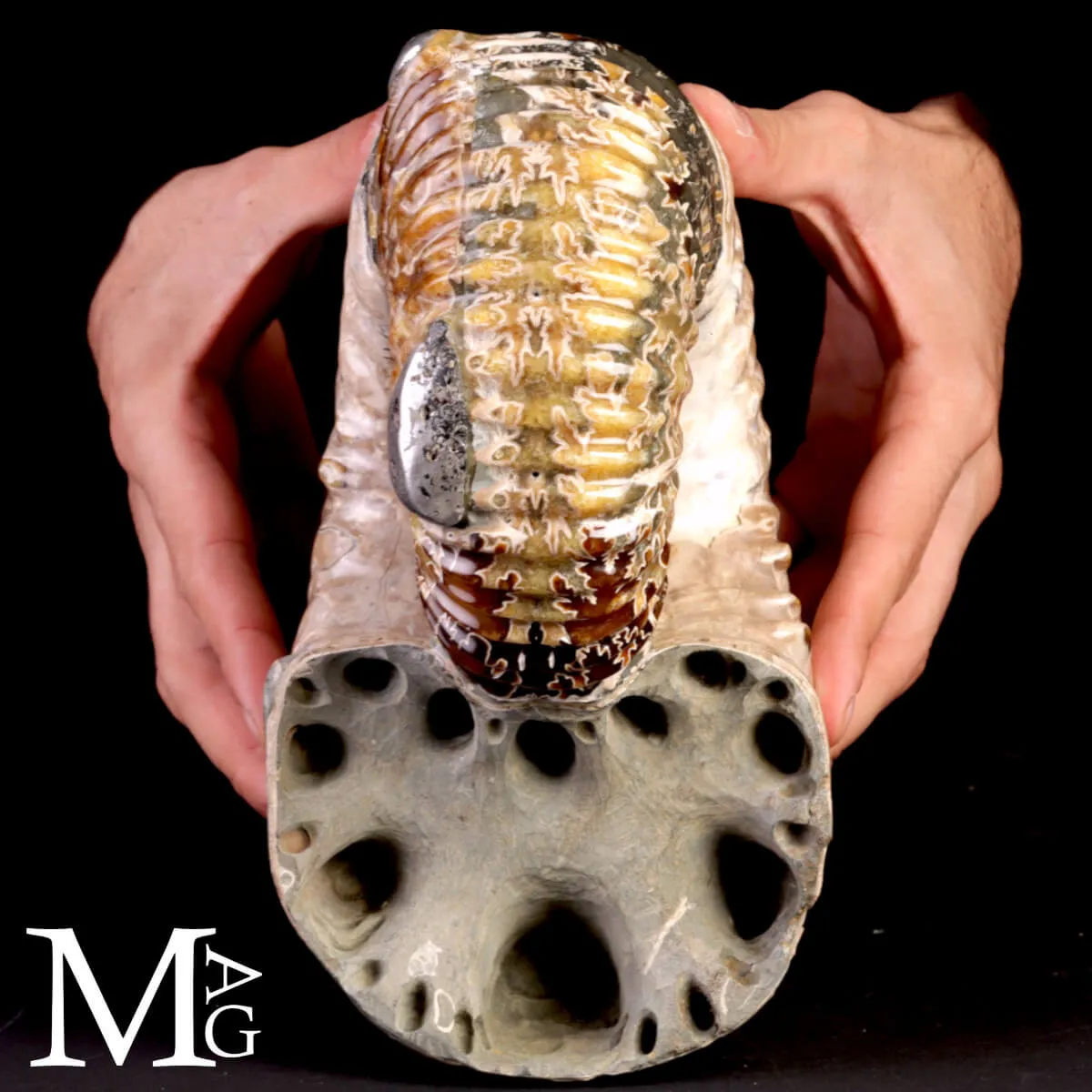 Ammonite Douvilleiceras Mammillatum con Pirite – Madagascar.