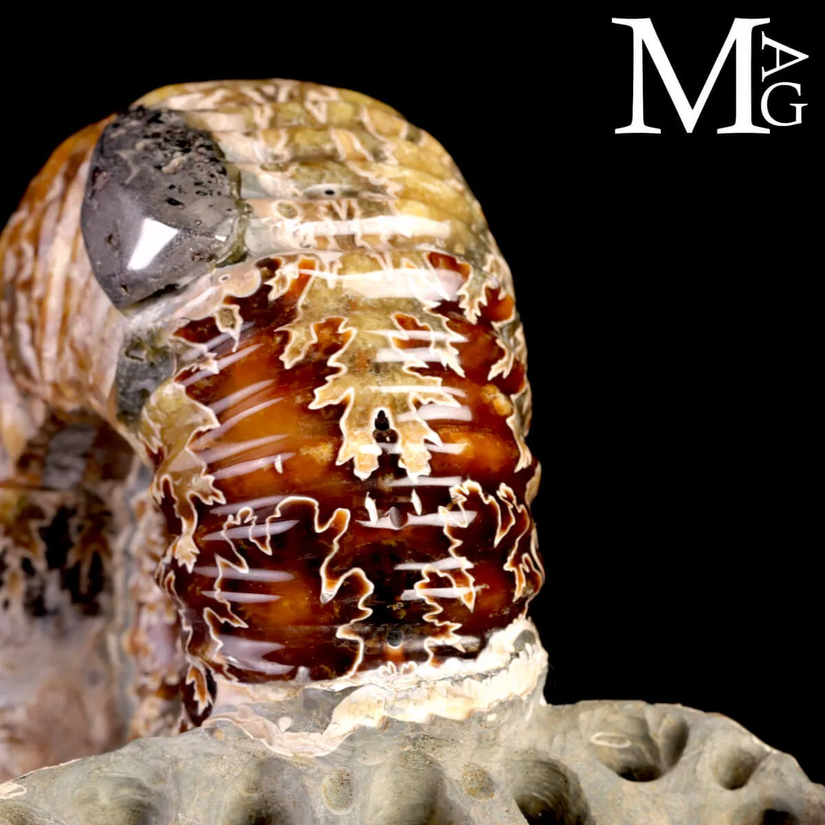 Ammonite Douvilleiceras Mammillatum con Pirite – Madagascar.