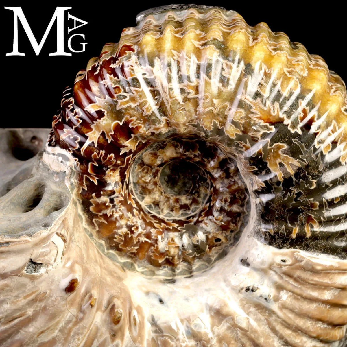 Ammonite Douvilleiceras Mammillatum con Pirite – Madagascar.