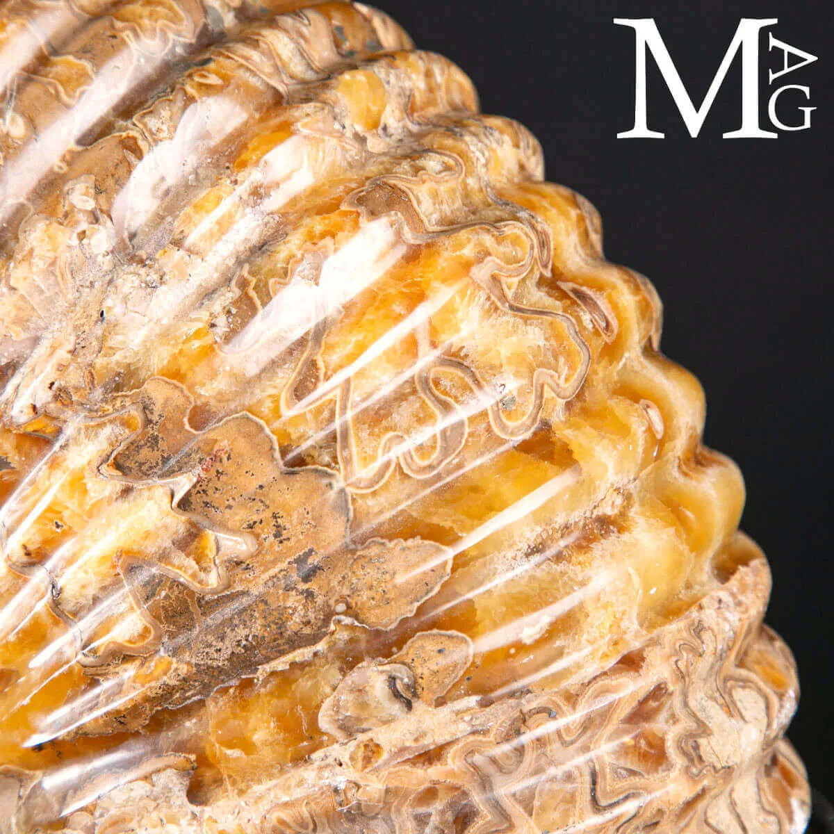 Douvilleiceras Mammillatum – Ammonite su Base.