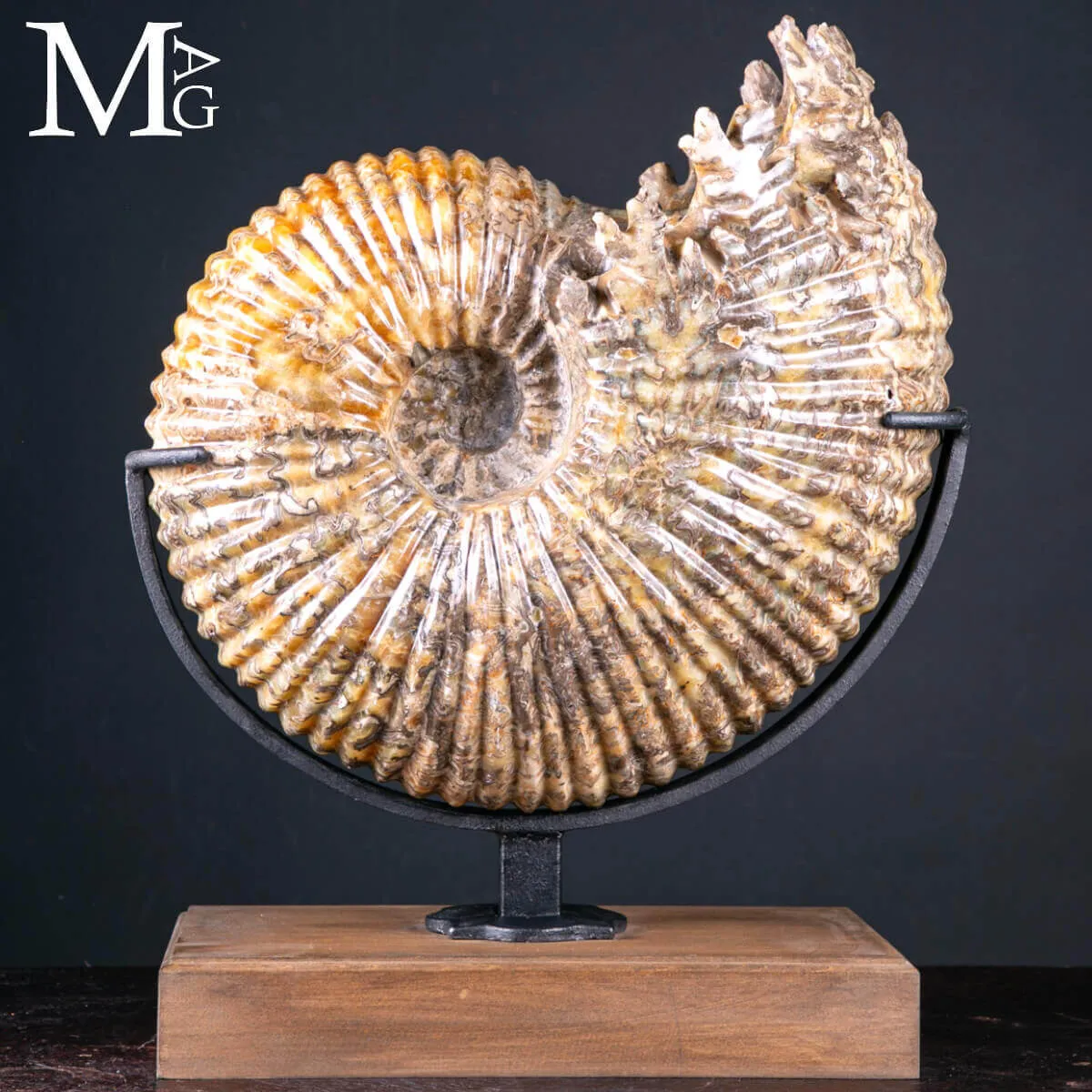 Douvilleiceras Mammillatum – Ammonite su Base.