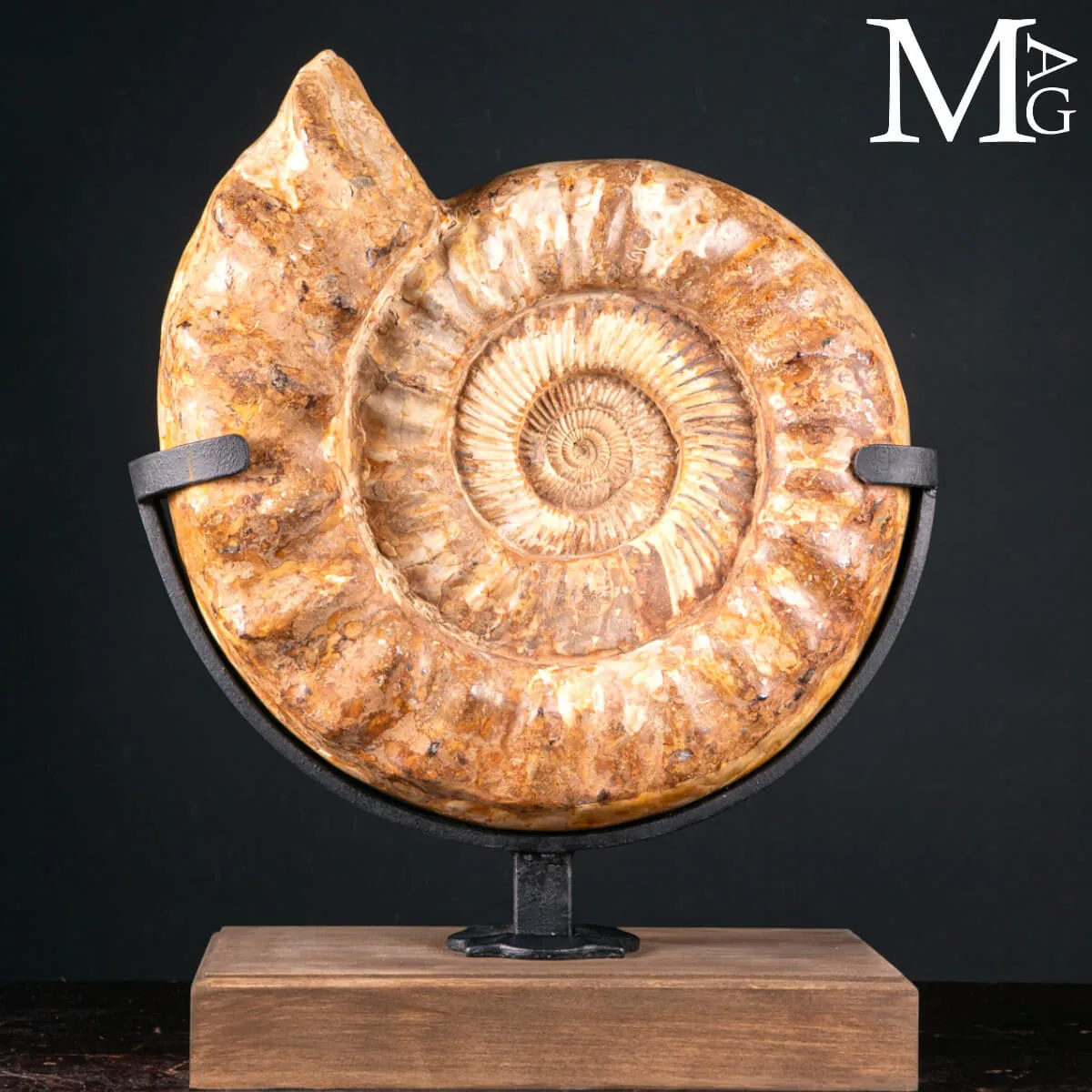 Douvilleiceras Fossile – Scultura Geologica del Tempo
