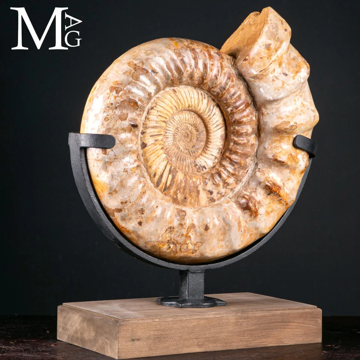 Douvilleiceras Fossile – Scultura Geologica del Tempo