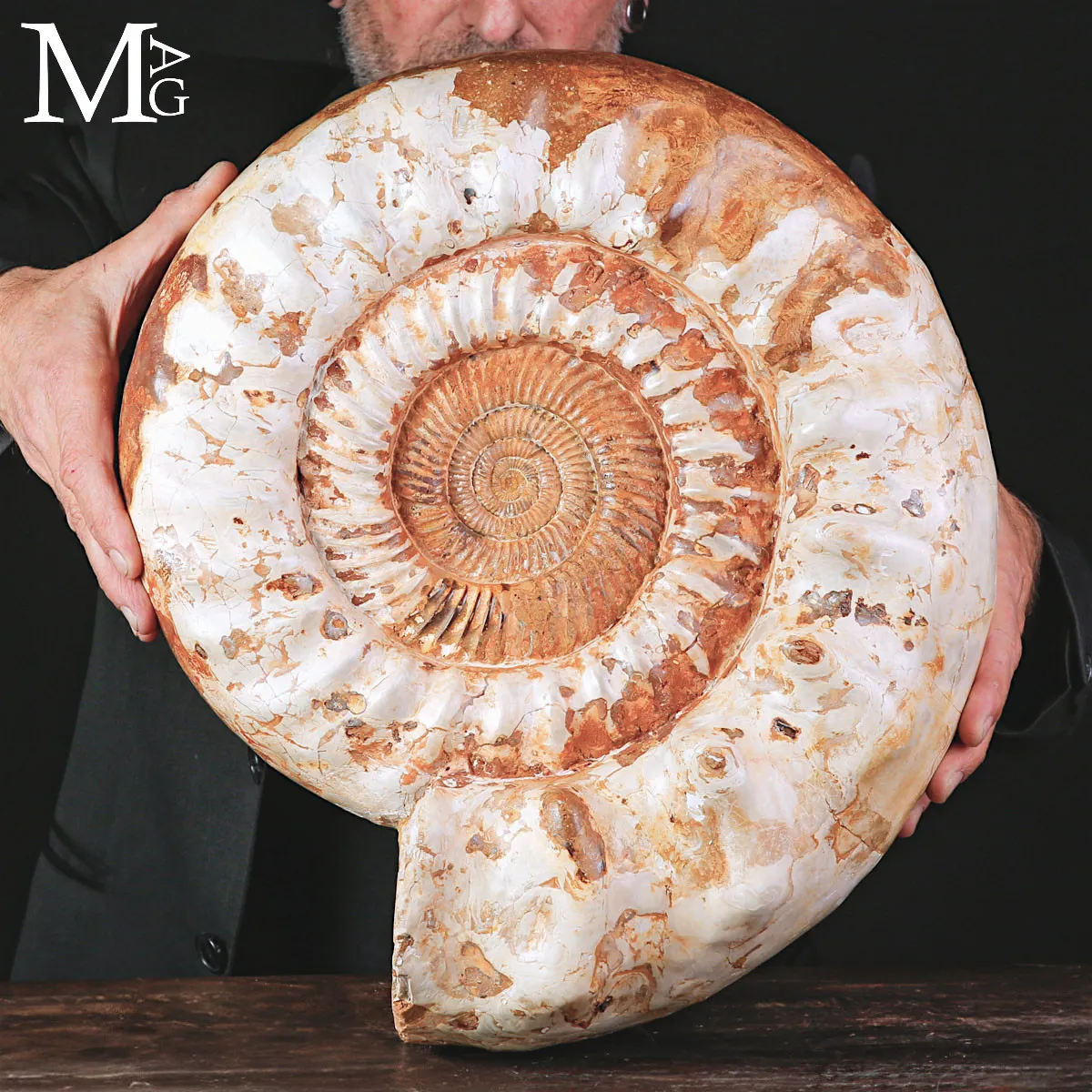 Grande Ammonite Kranaosphinctes del Giurassico.