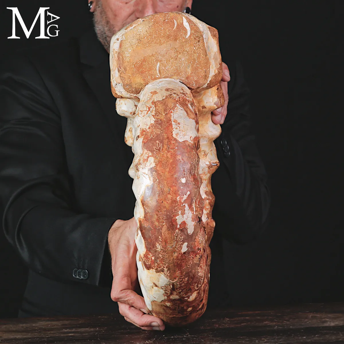 Grande Ammonite Kranaosphinctes del Giurassico.
