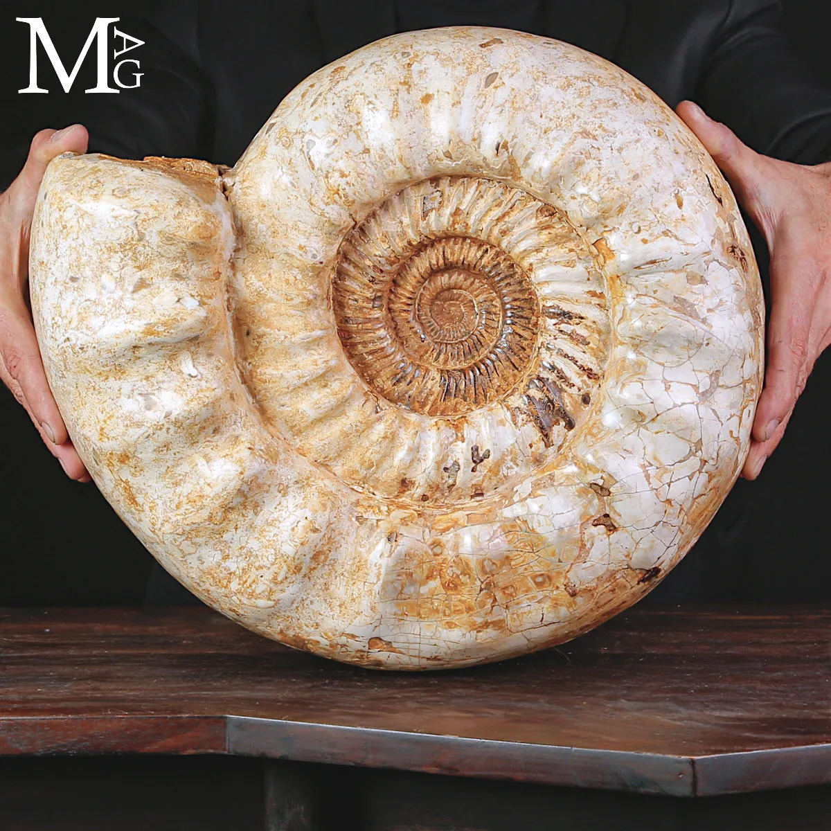 Grande Ammonite Kranaosphinctes Rabei del Jurassico.