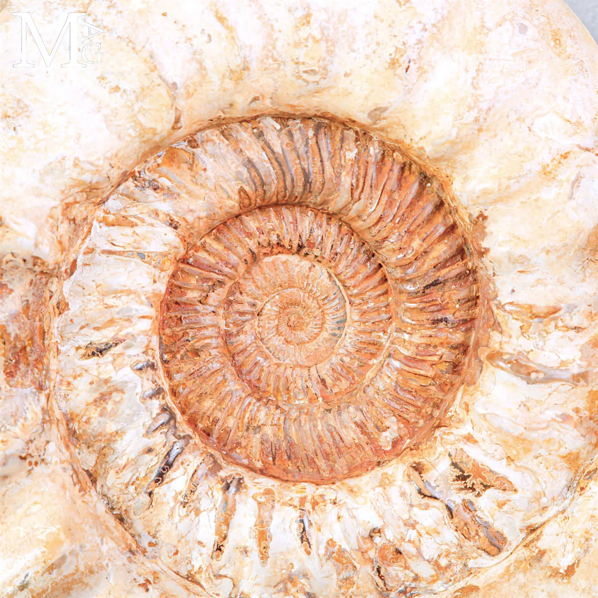 Grande Ammonite Kranaosphinctes Rabei del Jurassico.