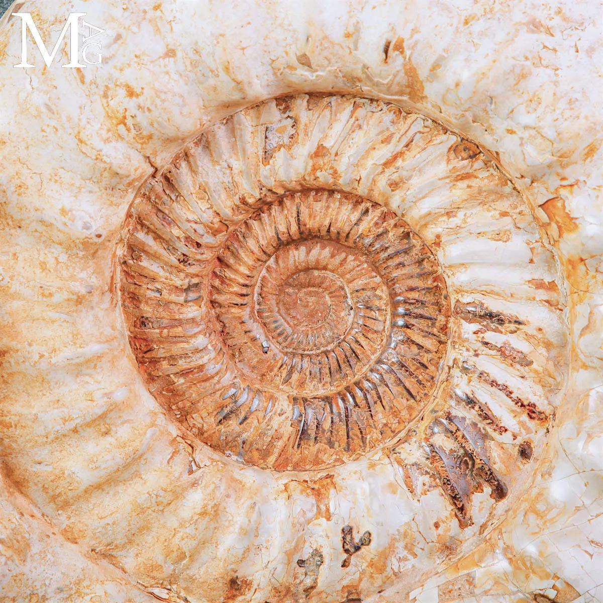 Grande Ammonite Kranaosphinctes Rabei del Jurassico.