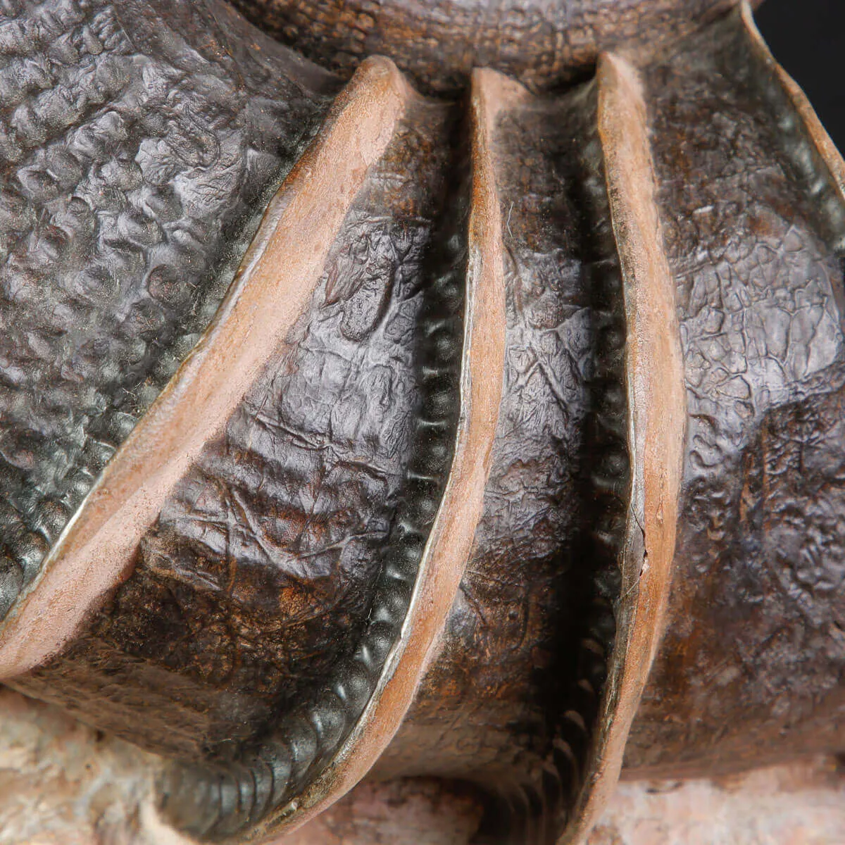 Litoceras fimbriatum: Eleganza Fossile dal Giurassico Francese.