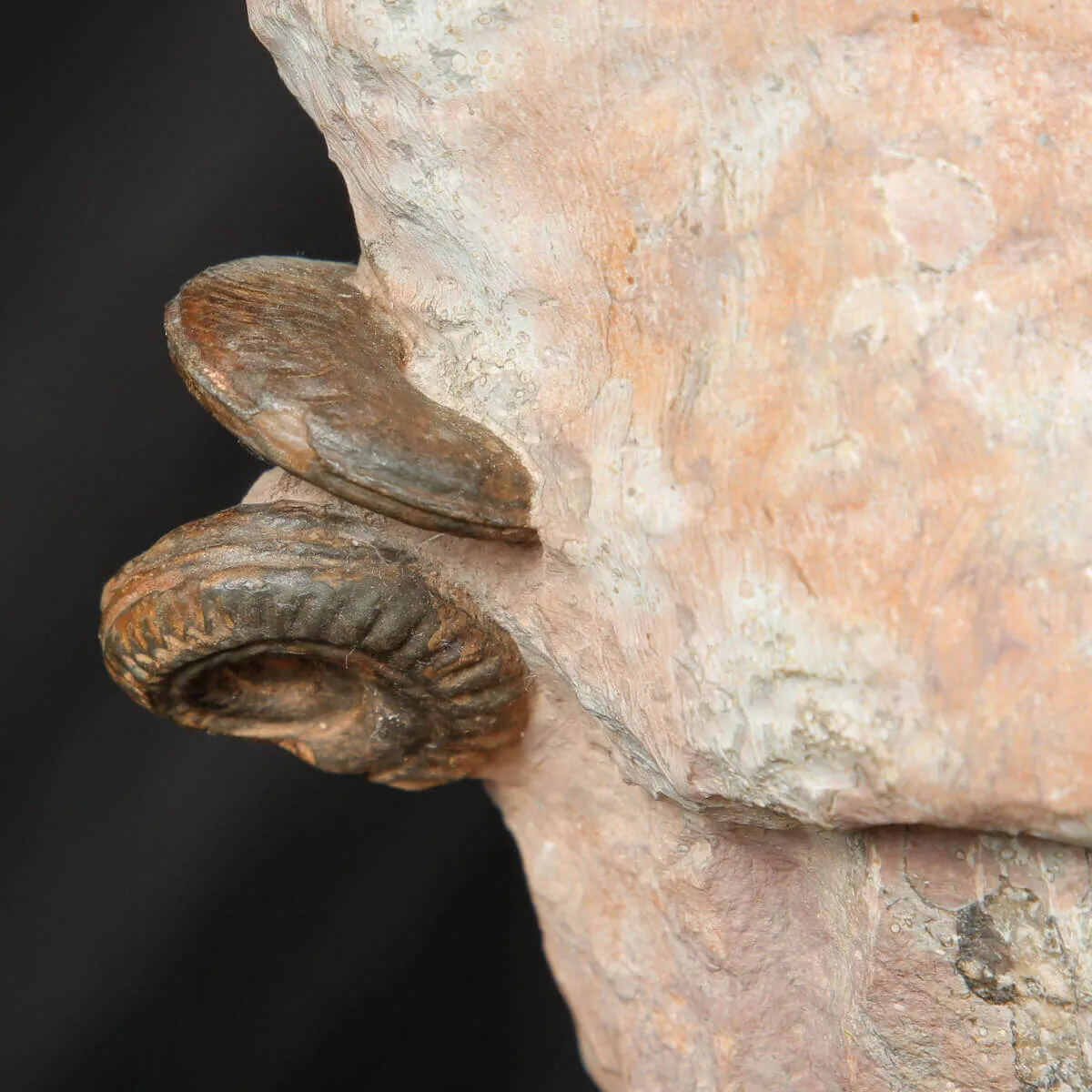 Litoceras fimbriatum: Eleganza Fossile dal Giurassico Francese.