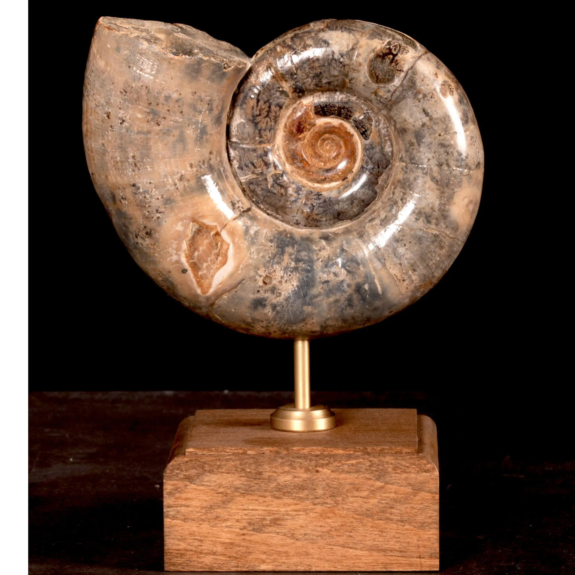 Ammonite Fossile Lytoceras Fimbriatum su Base di Legno e Ottone.