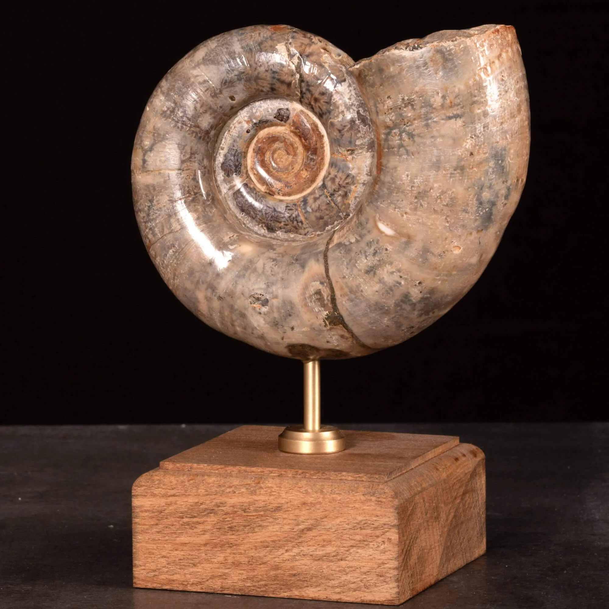 Ammonite Fossile Lytoceras Fimbriatum su Base di Legno e Ottone.