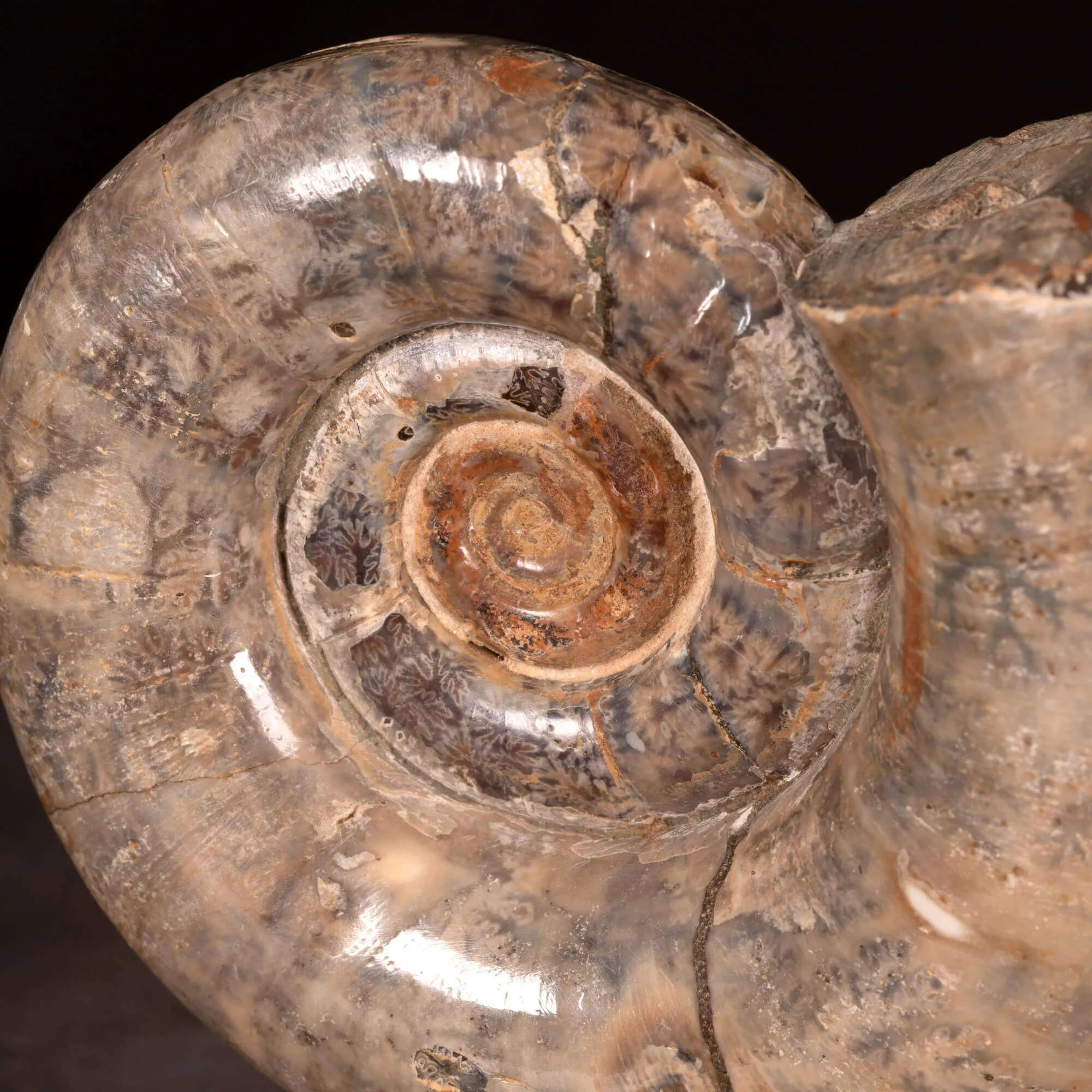 Ammonite Fossile Lytoceras Fimbriatum su Base di Legno e Ottone.