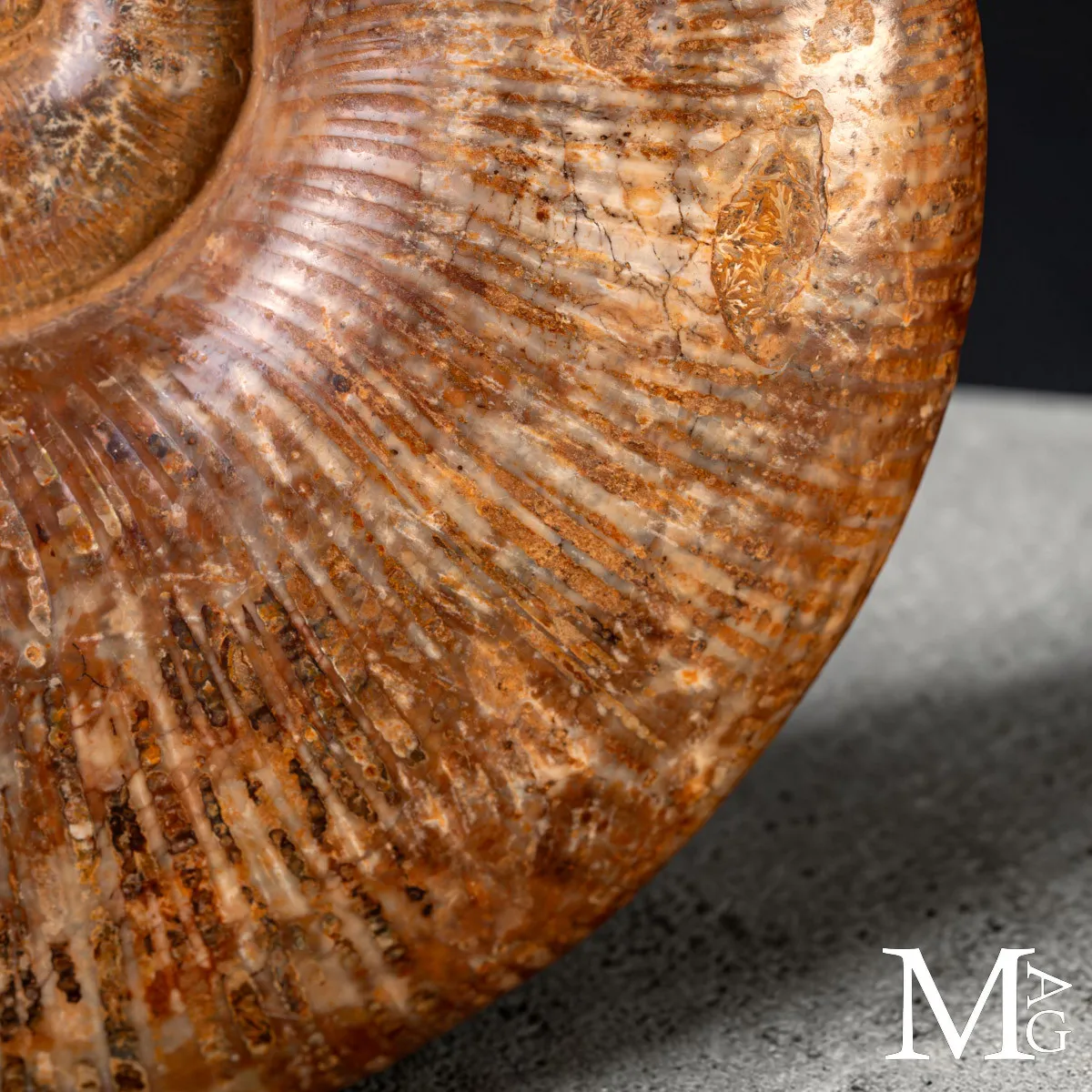 Ammonite Fossile – Lytoceras