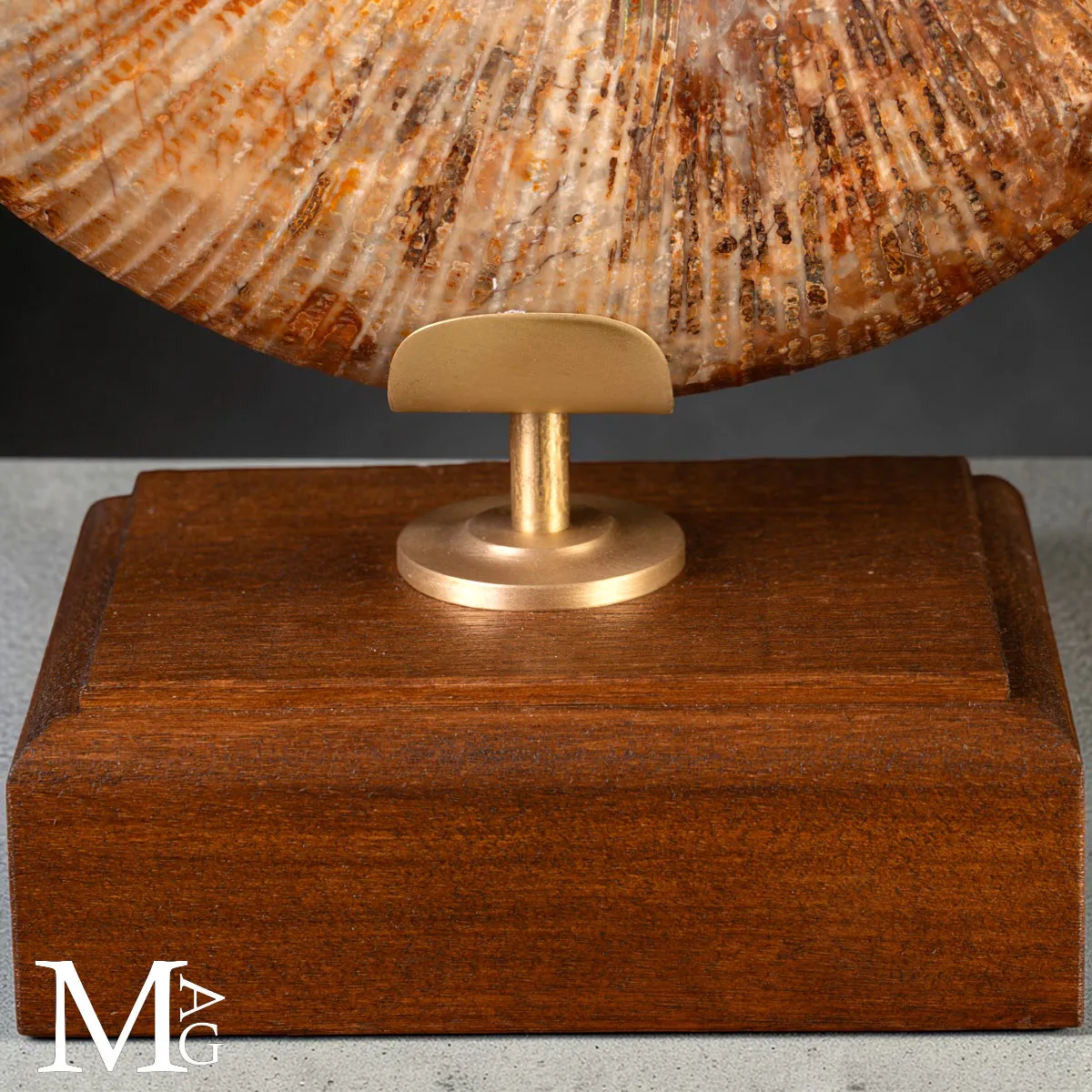 Ammonite Fossile – Lytoceras