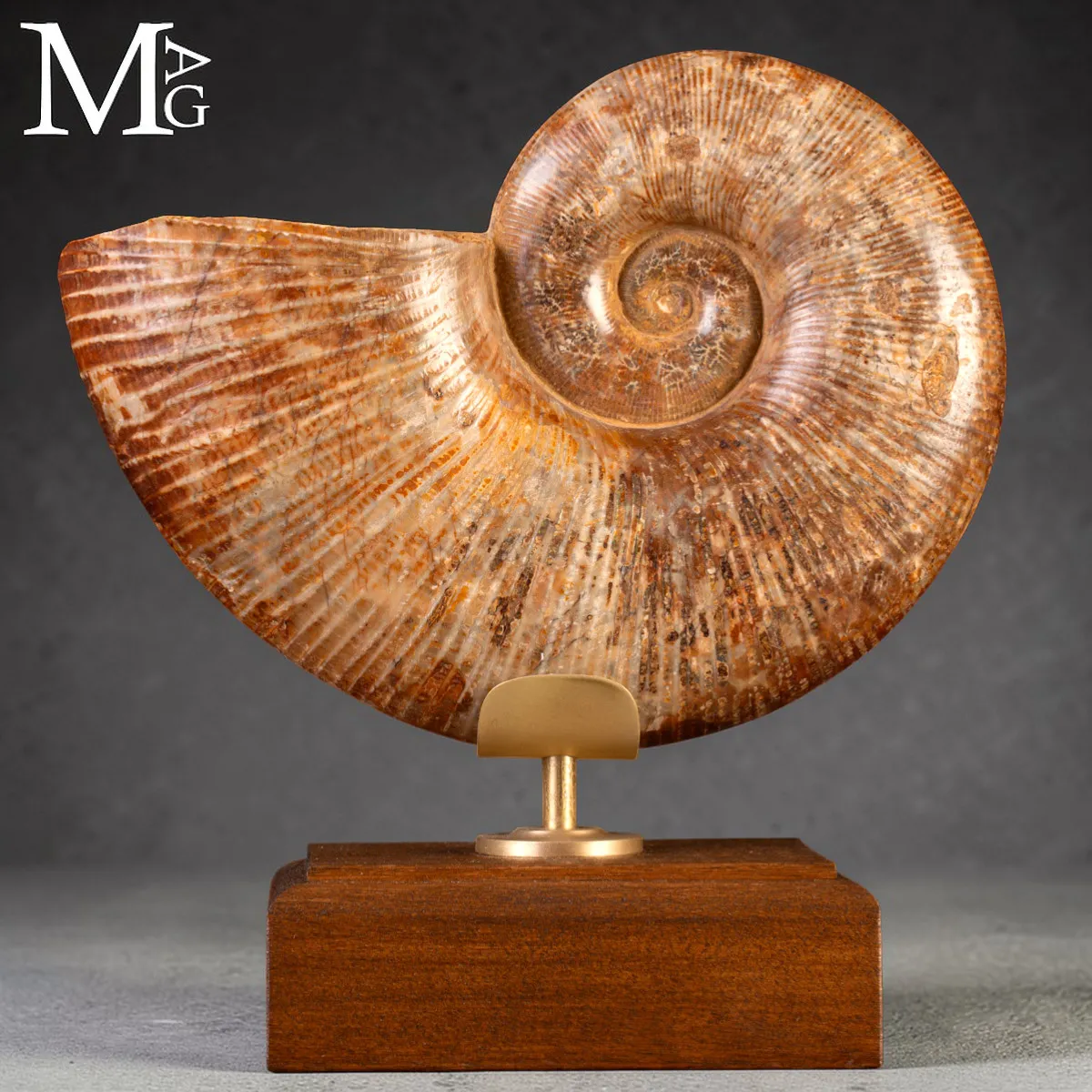Ammonite Fossile – Lytoceras