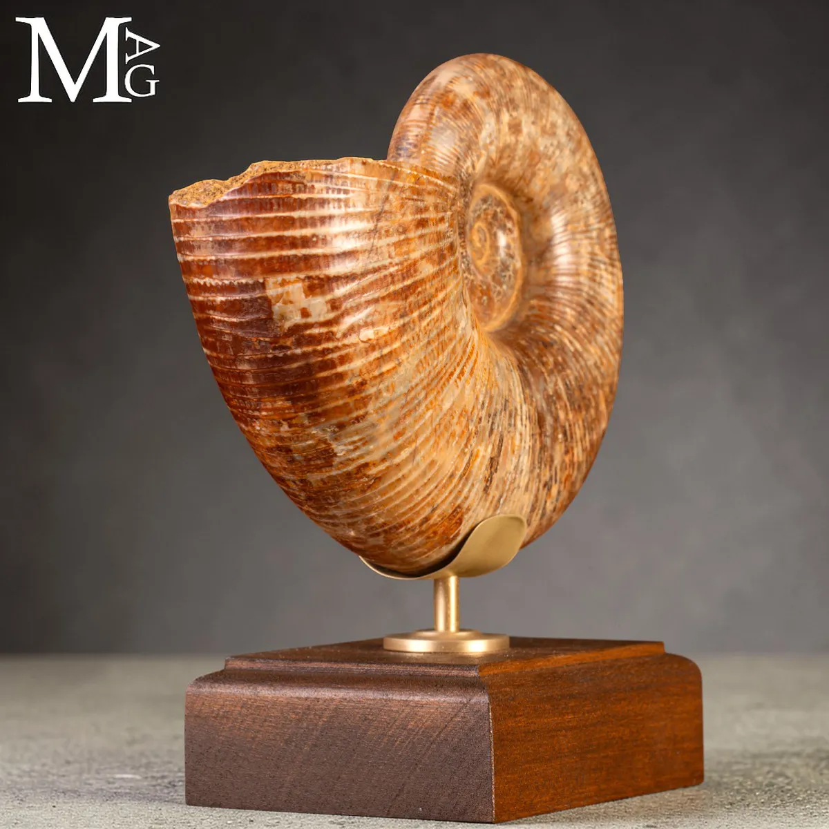 Ammonite Fossile – Lytoceras
